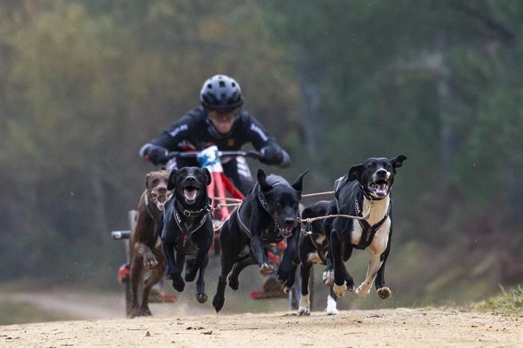 Vuelven los Campeonatos de España Loterías de Mushing Tierra en Ólvega