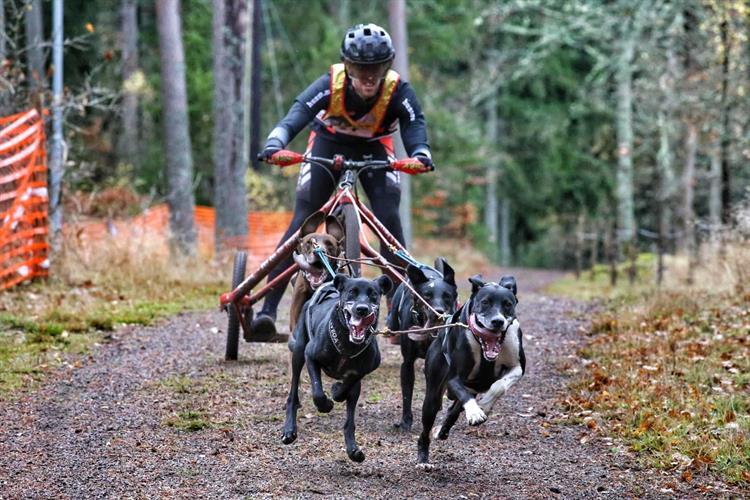 Éxito de participación en los Campeonatos de España Mushing sobre tierra