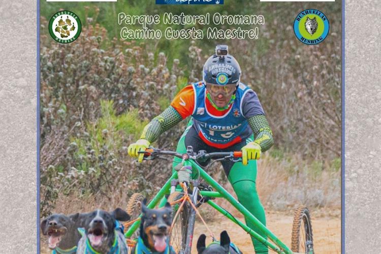 Año Nuevo, nueva copa de España de Mushing Tierra en Alcalá de Guadaira.